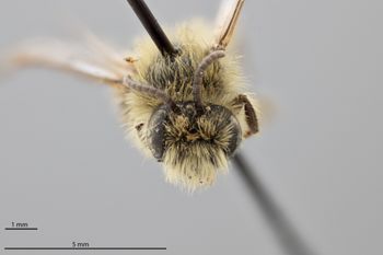 Media type: image;   Entomology 771446 Aspect: head frontal view